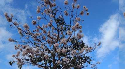 Foto da prefeitura de São João do Oriente